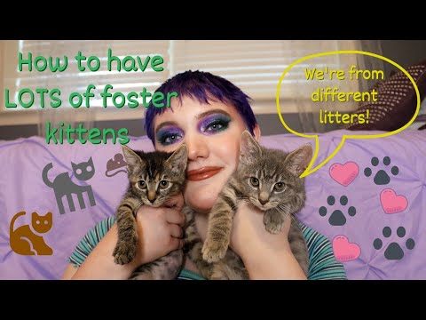 How to Foster Multiple Litters of Kittens // tips and tricks for how to have a lot of foster kittens