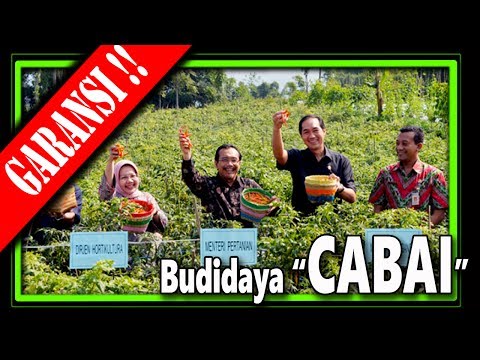 Cemara dan potensi Peningkatan potensi jiwa