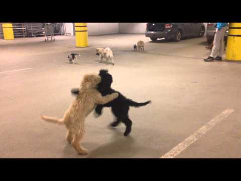 Lekestund på valpekurs