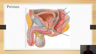 Anatomia da Próstata