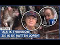 Amsterdammers over rattenplaag: ‘Ze zijn zo groot!’