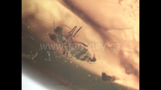 Druhohorní jantar z Myanmaru JHI-9