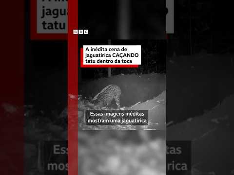 A inédita cena de uma jaguatirica caçando tatu dentro da toca