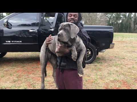 Americane Da Presa Méridionale (5 months) 80+ lbs