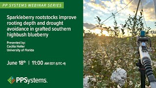 Sparkleberry Rootstocks Boost Blueberry Drought Resilience: Deeper Roots, Better Water