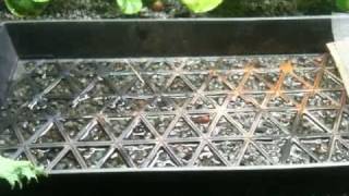 Microgreens preparation; water level, burlap, fiberglass seed sandwich
