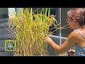 HOW MUCH RICE CAN YOU GROW IN 1 SQUARE FOOT Growing And Harvesting Rice In Your Backyard Garden