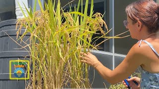 HOW MUCH RICE CAN YOU GROW IN 1 SQUARE FOOT - Growing and Harvesting Rice in Your Backyard Garden