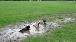 Pugs in the mud