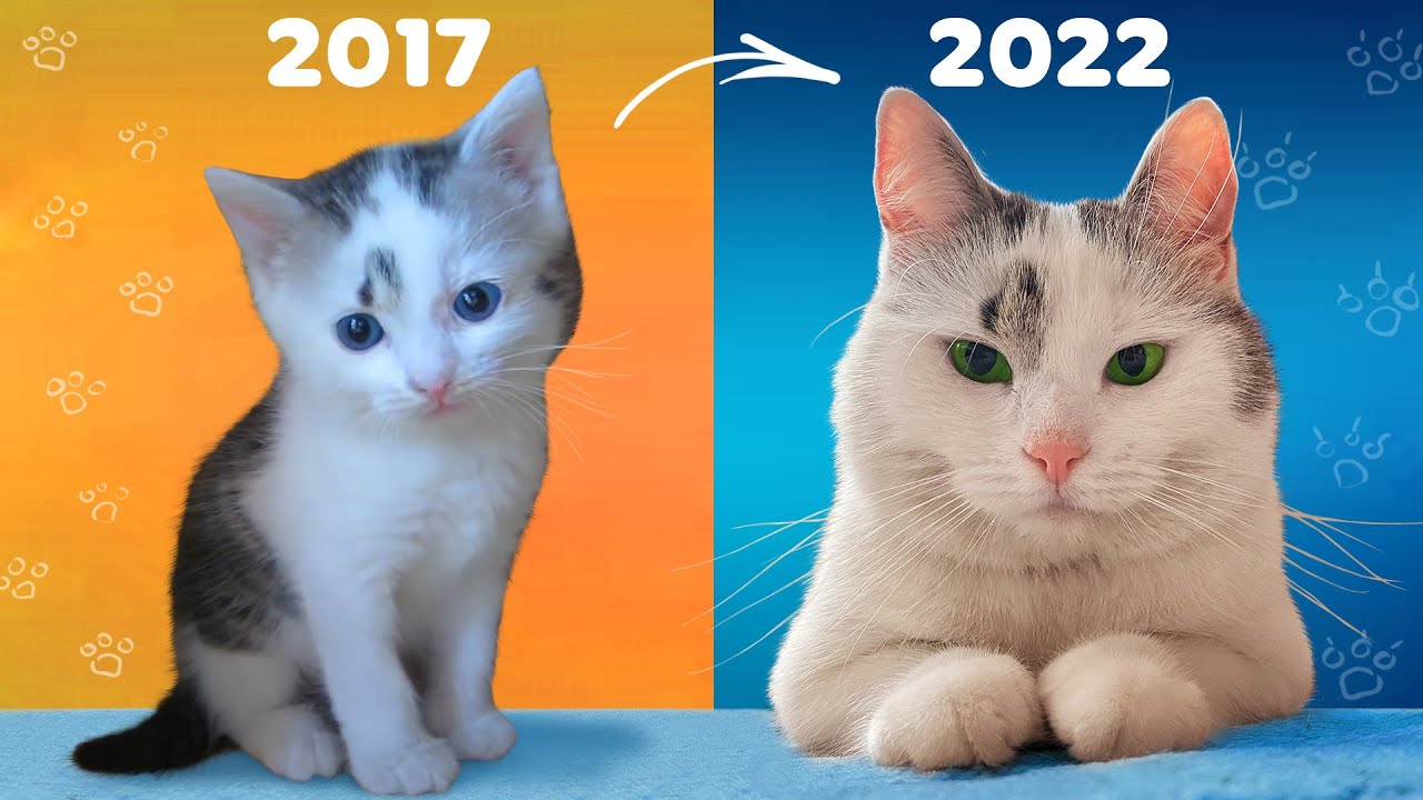 мурзя анука давайка. а ну ка давайка баффи и малыш. а ну ка давайка малыш и мурка и баффи. мурзя анука давайка. анука давайка новые 2024 года.