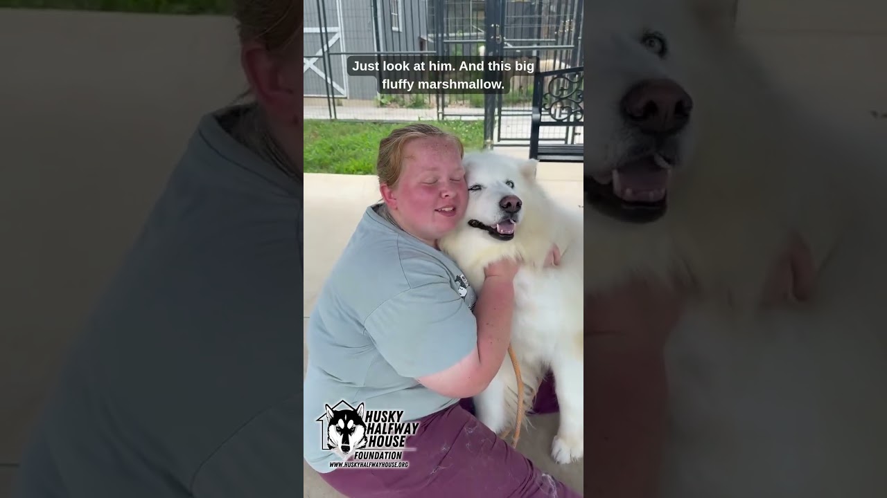 Enlarge Forney, a Adoptable Husky in Eufaula, OK video 3/3