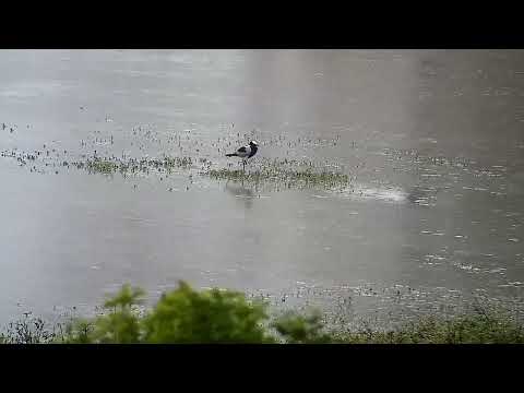 Djuma: Blacksmith Lapwing standing on remaining small island after the rain - 06:45 - 04/17/2022