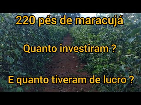 Plantação de Maracujá com 7 meses, quanto já deu de lucro ?