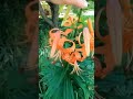 Tiger Lilies (Lilium Tigrinum) #tigerlilies #tigerlily #lilies #flowers #gardenplant