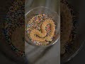 Baby sand vipers are adorable. #reptiles #venomoussnakes #pets #viper #snake