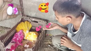 Humari Sarah 🕊 Na Eggs 🥚 Da Diya - American Fantail Pigeon Eggs | 3mbvlogs