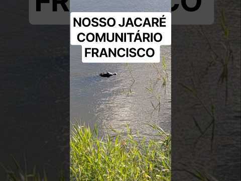 nosso jacaré comunitário de Juarez Távora PB Francisco