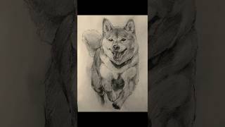 駆け寄ってくる柴犬のデッサン #絵 #お絵描き #イラスト