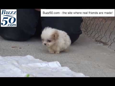 Puppy and Kitten (cute) and making new friends over 50!