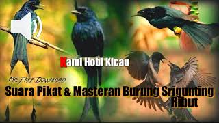 Download lagu Suara Pikat & MASTERAN ALL Burung Srigunting || Free download mp3 || PALING AMPUH mp3 Download lagu Suara Pikat & MASTERAN ALL Burung Srigunting || Free download mp3 || PALING AMPUH mp3