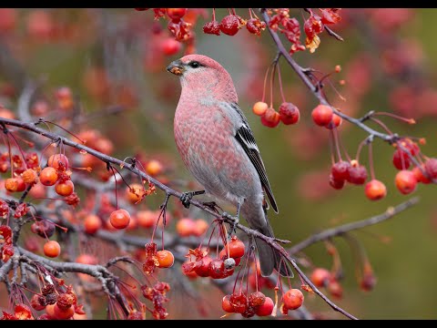 Pine grosbeak
