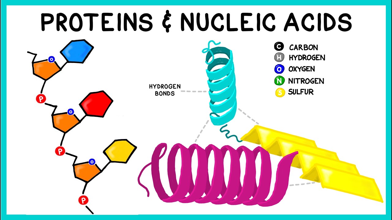 Proteins and Nucleic Acids : Key Biomolecules II