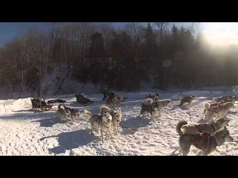Husky Dog Sledding
