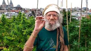 大麻のバッズの新鮮なクリスタルをジョイントに塗って吸う方法