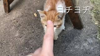 上海の下町、野菜屋で暮らす仔猫、チビニャン🐈