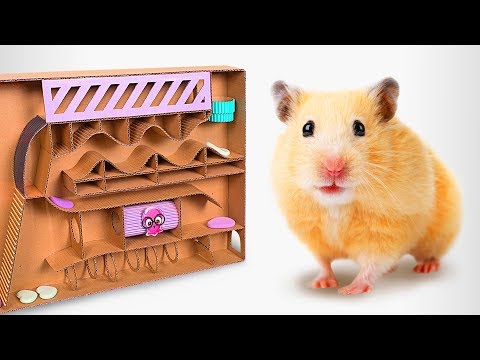 How To Make A Cardboard Labyrinth For Your Hamster Pets