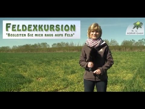 2. Feldexkursion: Virusbefall und Blattkrankheiten im Getreide - NU Agrar, 22.04.2015
