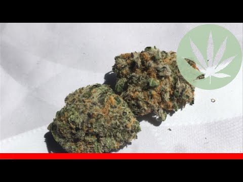 Chocolate Hashberry - All About This Strain