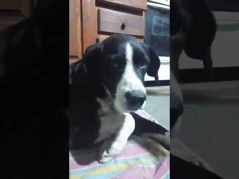 Con quien?? #casagrande #perros #miradacanina #cordoba