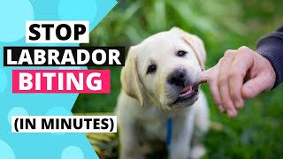 How to Train your Labrador Puppy to Stop Biting