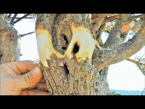 Air Layering Olive Tree for Bonsai in the Forest!