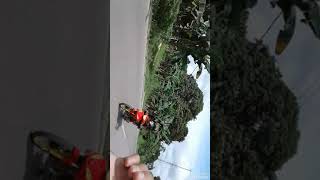 Download lagu Korban janji versi Jupiter MX old (MXHOLIDAY) mp3