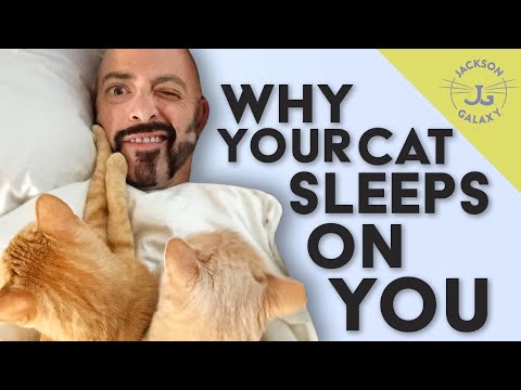 Why Does My Cat Sleep on Me? | Google Questions Answered