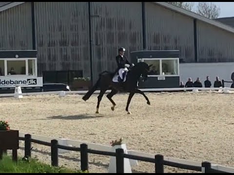 Jovian (8 yr) & Andreas Helgstrand, winner of international CDI3 Grand Prix debut, Aalborg, 77,130%