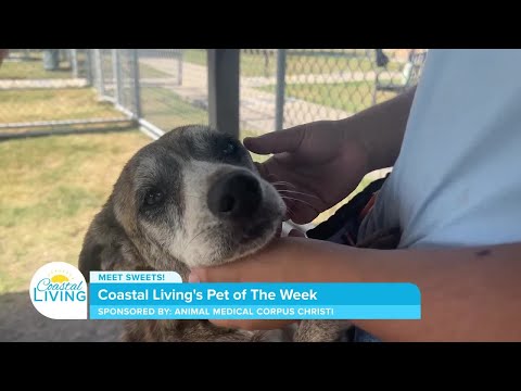 Meet Sweets! CCACS Pet of The Week - Sponsored by Animal Medical Corpus Christi