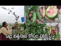 red okra seeds ఎర్రవిత్తనాల కోసం హార్వెస్ట్