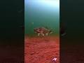 Video Thumbnail for Angry Walleye #shorts #icefishing #walleye