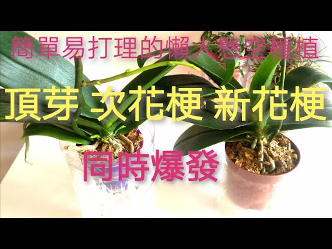 , title : '懶人懸空種植法的蘭花 新花梗 次花梗 頂芽同時爆發21/1/2021'