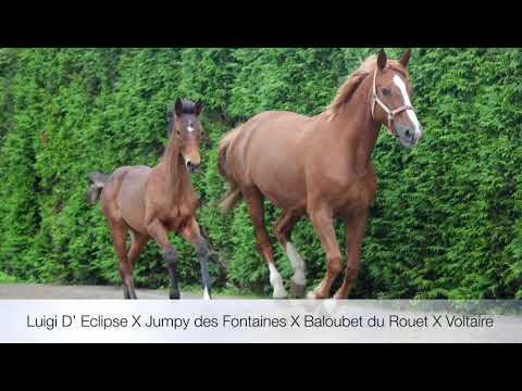 Colt by Luigi d’eclipse