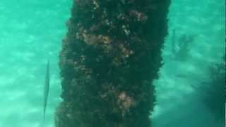 preview picture of video 'Underwater footage of the pier at The Boatyard in Barbados'