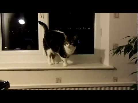 Simmy The Fat Ninja Cat 4