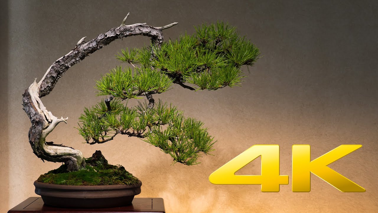 Saitama Omiya Bonsai Museum