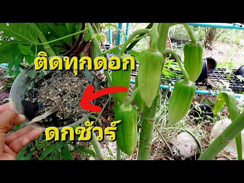 มะละกอดอกร่วง ไม่ติดผล ไม่ดก ต้องเจอวิธีนี้เลย ติดทุกดอก ดกชัวร์จร้า