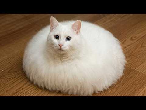 TRY NOT TO LAUGH 😂 Funniest Cats Ever 😹 Hilarious Cat Moments Compilation