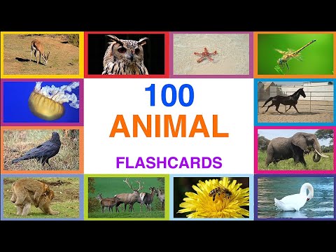 100 Animal flashcards. Animals Names for Kids to Learn. Learning Animal Names for Children