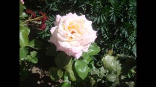 Sigue Feliz - Alonso y Bernardo